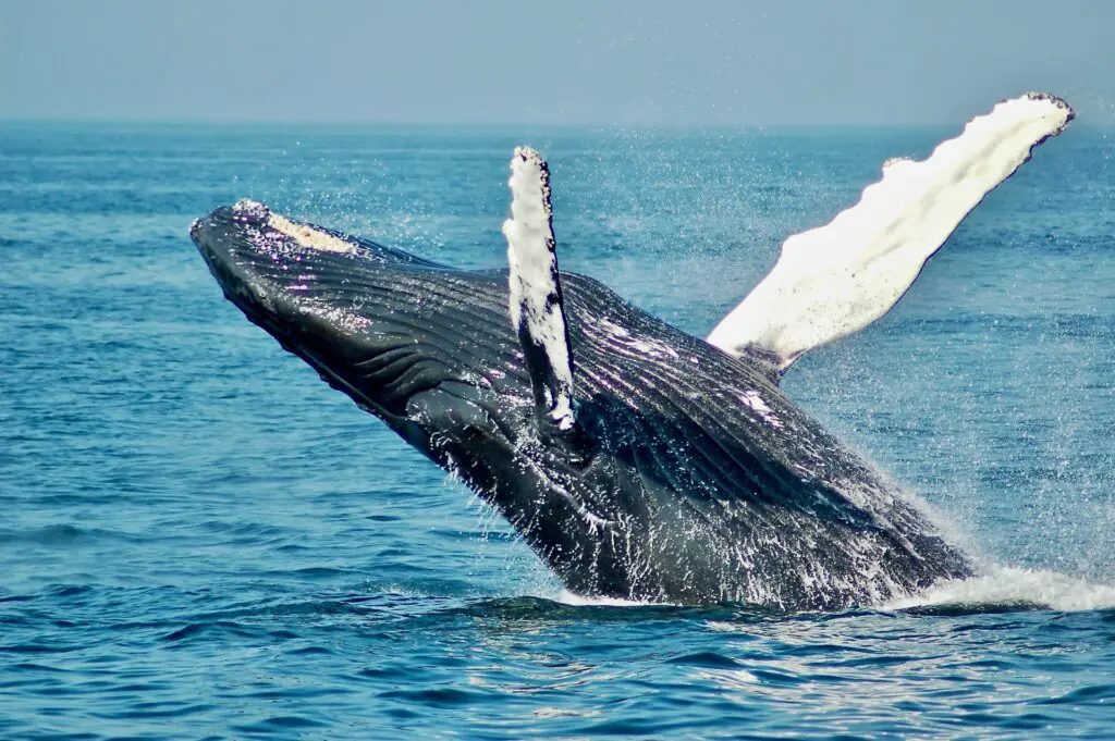 Jumping whale