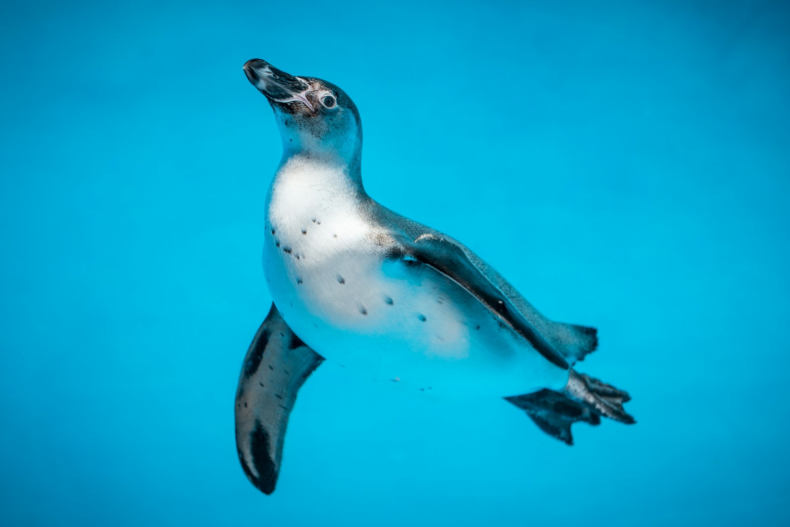 Photo by Uriel Soberanes low light photography of white and black penguin